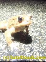 /home//u458753944/public_html/sourcegallery/////////////////////////////Roxborough Toad Detour/2023/2023-03-23/P3230645.JPG
